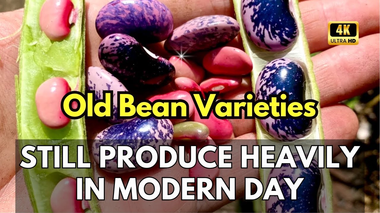 Old Bean Varieties That Still Produce Heavily in Modern Home Gardens