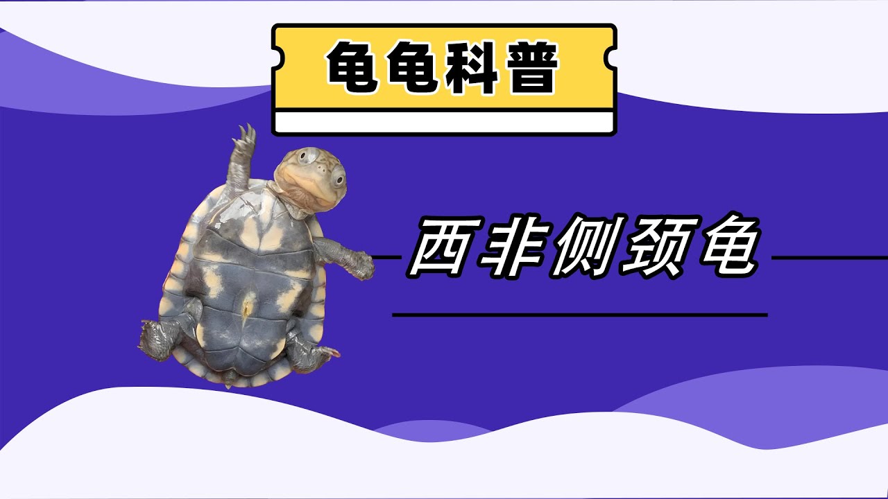 龟龟科普之西非侧颈龟