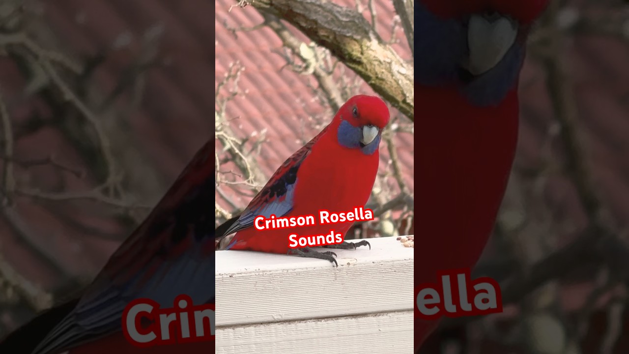 Rosella Call | Sound | Singing | Talking ❤️ 💛 #rosella