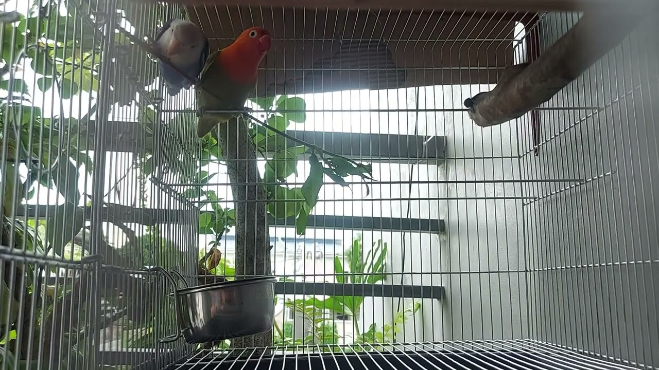 LOVE BIRDS in the CITY