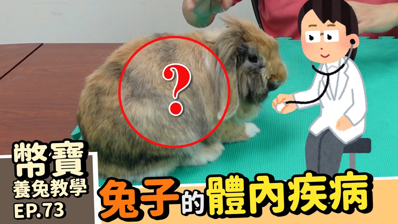 兔兔常見體內疾病介紹｜兔兔疾病介紹【下】｜幣寶養兔教學系列 EP 73｜ChamKnows【冠軍知道】#球蟲症 #腦孢子蟲 #毛球症 #脹氣 #中暑 #軟便 #拉肚子
