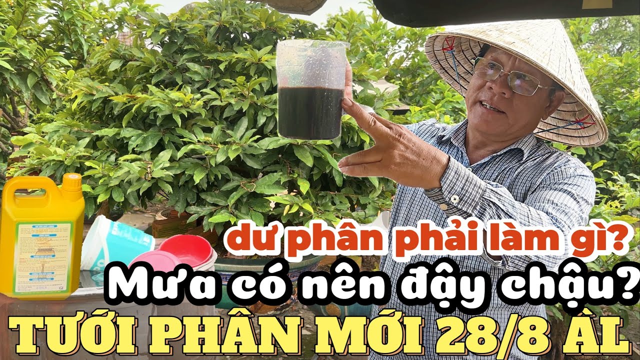 Mưa dầm vẫn không đậy mặt chậu! Út Đực hướng dẫn tưới phân mới 28/8 ÂL & xử lý nụ lá vàng không rụng