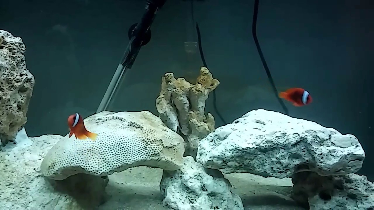 29gal FOWLR tank. Eventual reef.
