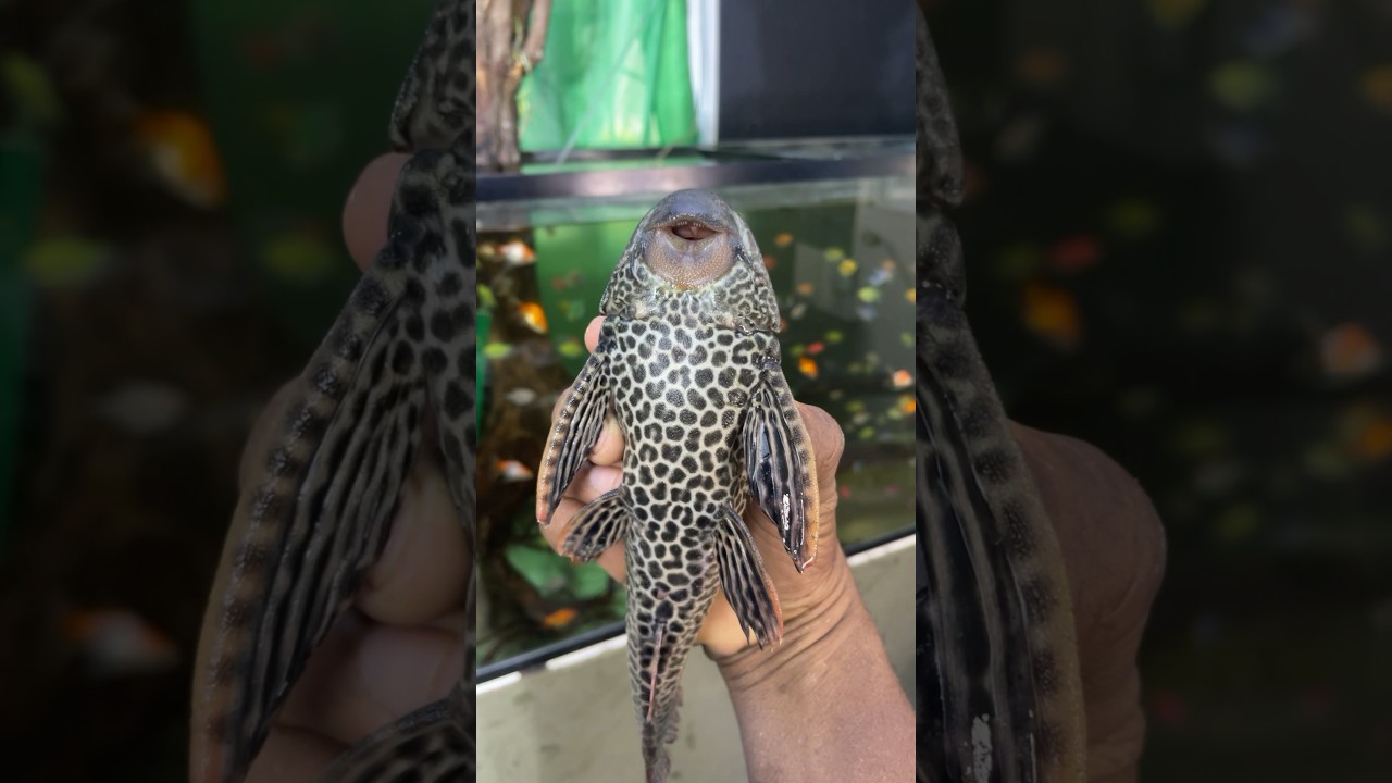 Limpia tu pecera o acabas con tus peces