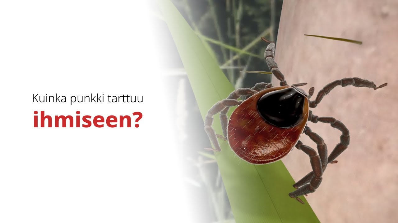 Mistä ja miten punkki tarttuu ihmiseen?
