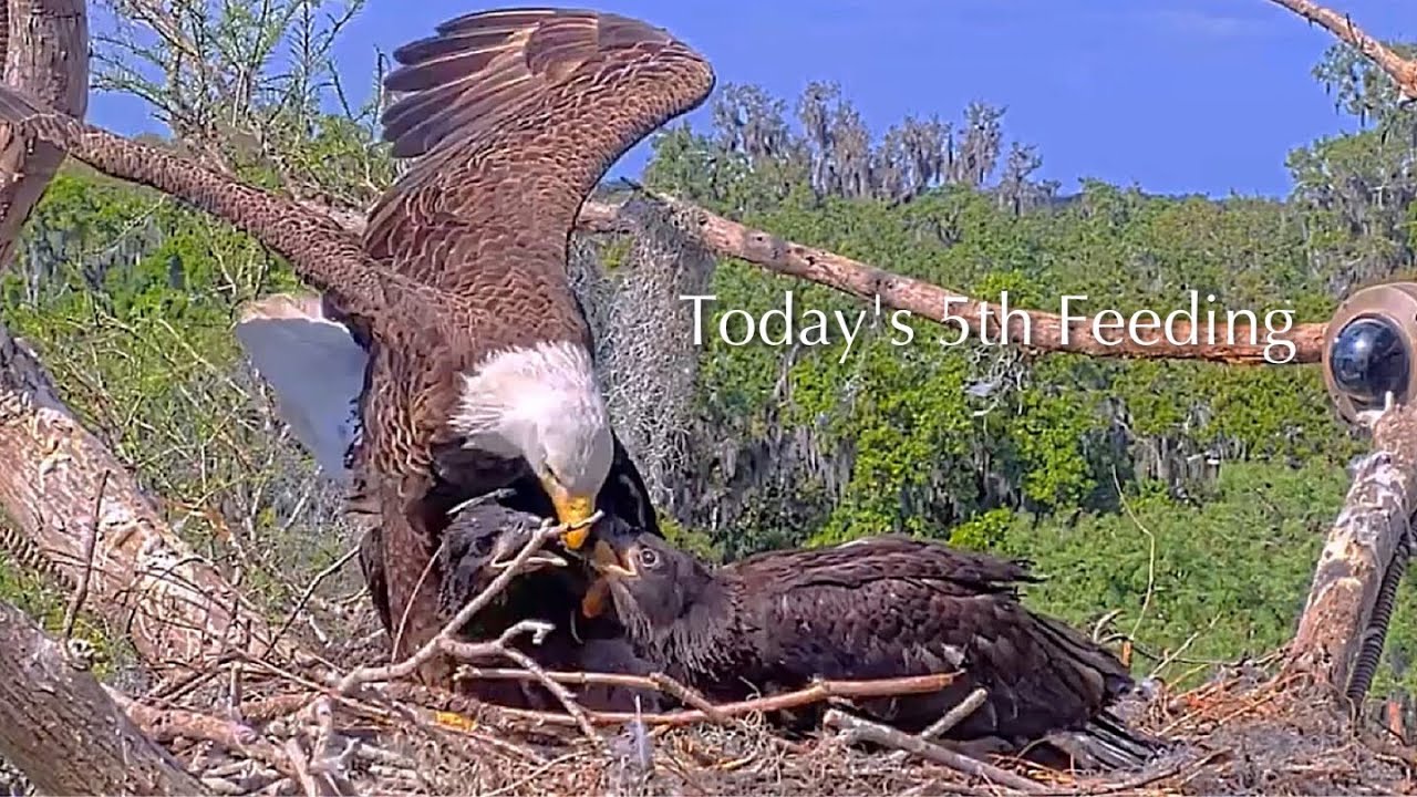 #411🦅Brutus🐥60° & Peanut🐥55°／Winter Park Eagle Nest 2026／Against All Odds:One-Eyed Mom／Wink💗Atlas