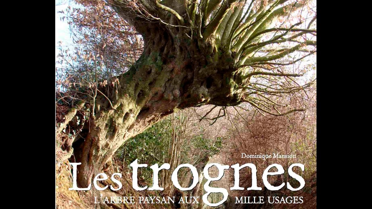 Les trognes, arbres paysans - Dominique Mansion