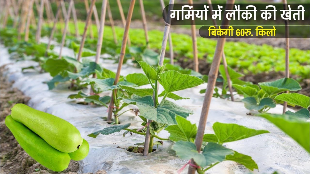 गर्मियों में लौकी की सफल खेती | Lauki ki kheti | Loki ki kheti kab kare kaise karen |Bottle gourd 🌱🌱