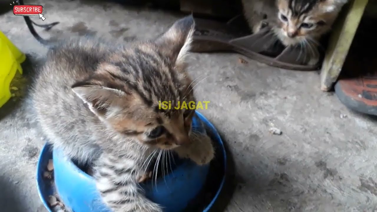 Pertengkaran Anak Kucing, Berebut Makan