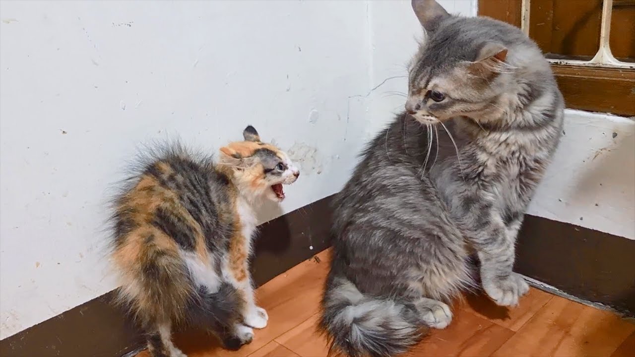 Kitten angry and hissing when meeting her father for first time in her life!