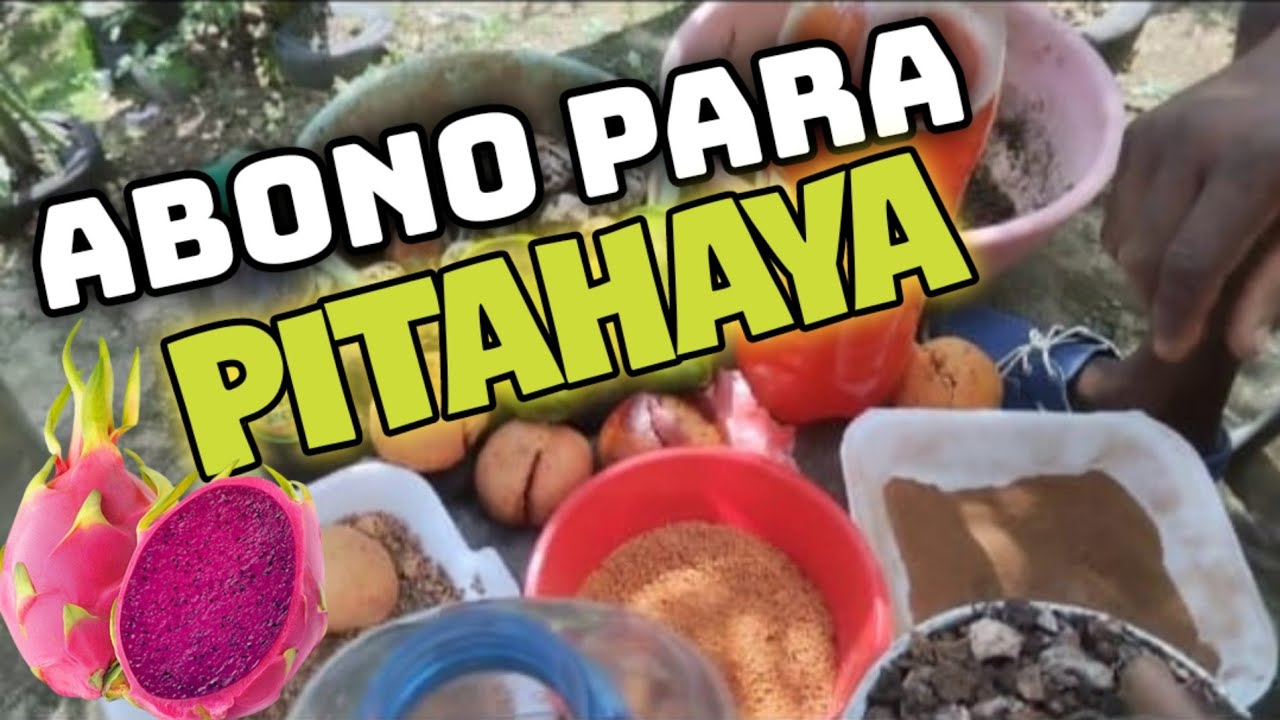 abono para PITAHAYA (como acelerar el crecimiento de la pitahaya  ) LA FRUTA DEL DRAGON ABONO