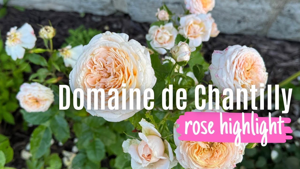 Domaine de Chantilly rose surprised me… 