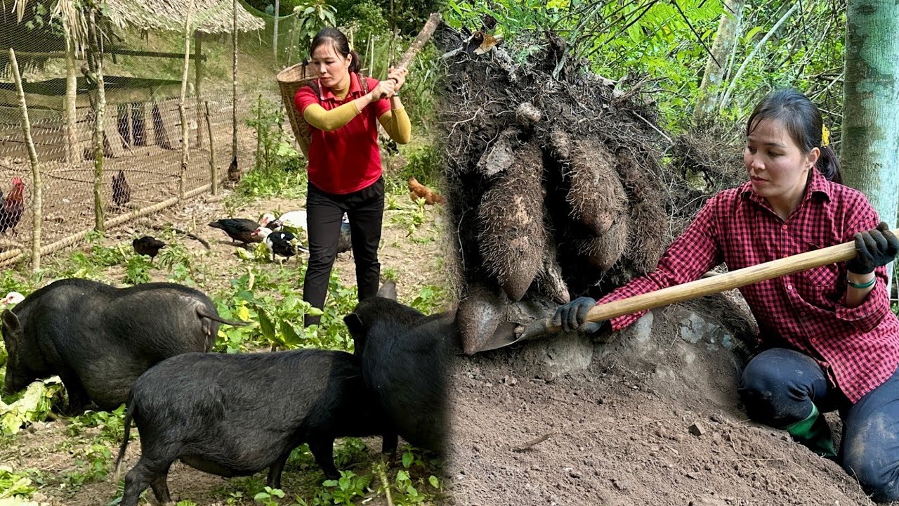 2 Years Living in the Forest - Harvesting wild potatoes, vegetables, green onions to sell