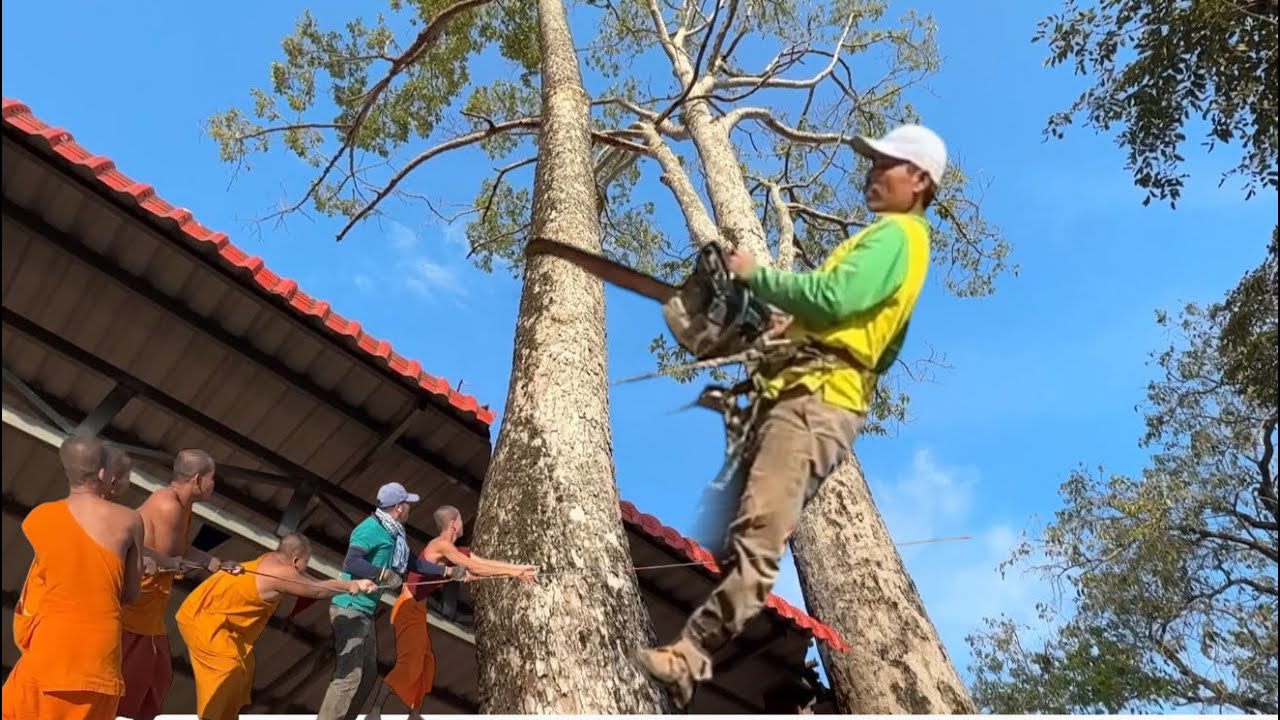 anh phương thợ cưa loại tượng Phật xinh cây đầu nhiều năm tuổi trông chùa # Bangcuacay