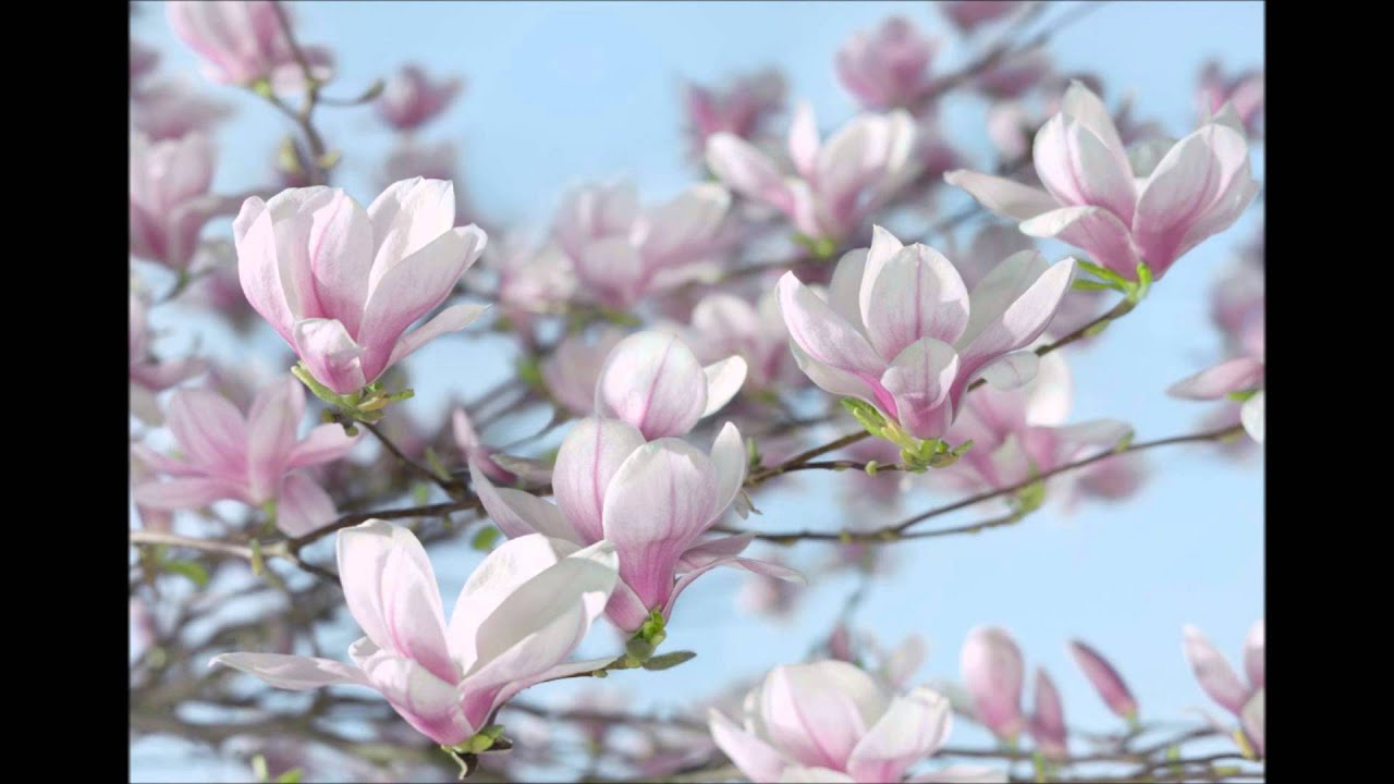 Proud of You - Emi Fujita (Camomile(Classic))