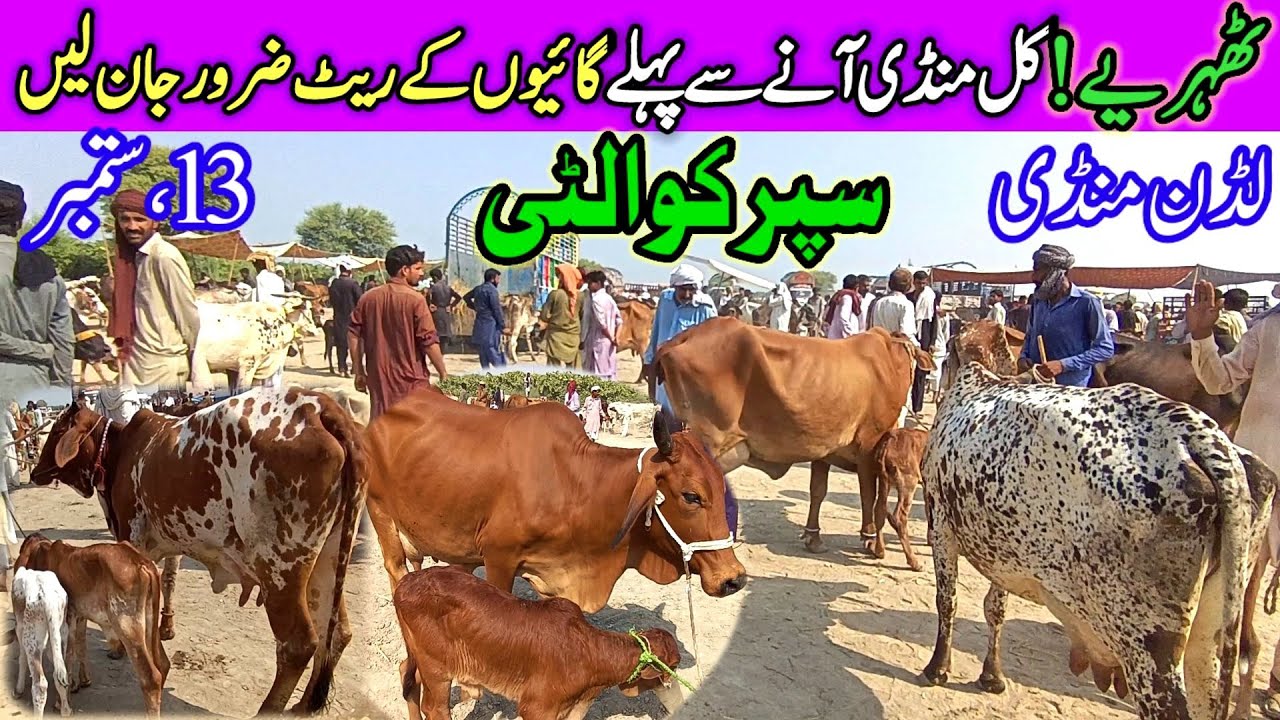 Sahiwal Cholistani Milking Cow Price Update Cattle Market / Dairy Farming / Luddan Mandi.PK