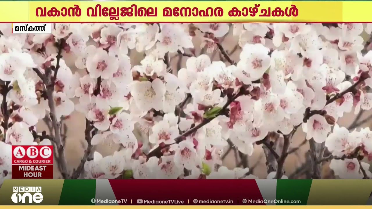പിങ്ക് പൂക്കളാൽ നിറഞ്ഞ ഒരു ​ഗ്രാമം കാണണോ... ? വാ... ഒമാനിലേക്ക് പോകാം