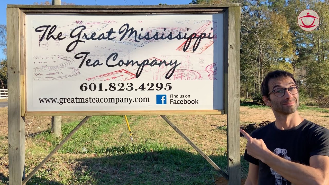 The Great Mississippi Tea Company: How Tea is Cultivated in the United States