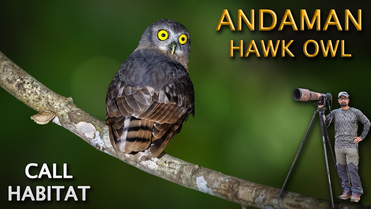 Andaman boobook/Hawk Owl-call and habitat, #rahul_chakraborty #birds #wildlife #nature