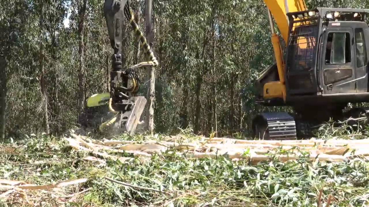 AFM 60 Euca harvester head on a Hyundai excavator debarking eucalyptus in Chile