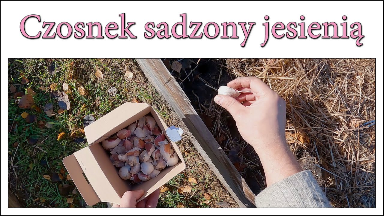 Czosnek sadzony jesienią - Ogrodowe pierdamony 128