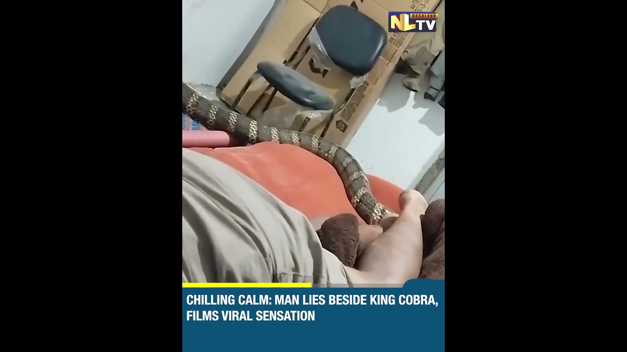 CHILLING CALM: MAN LIES BESIDE KING COBRA, FILMS VIRAL SENSATION