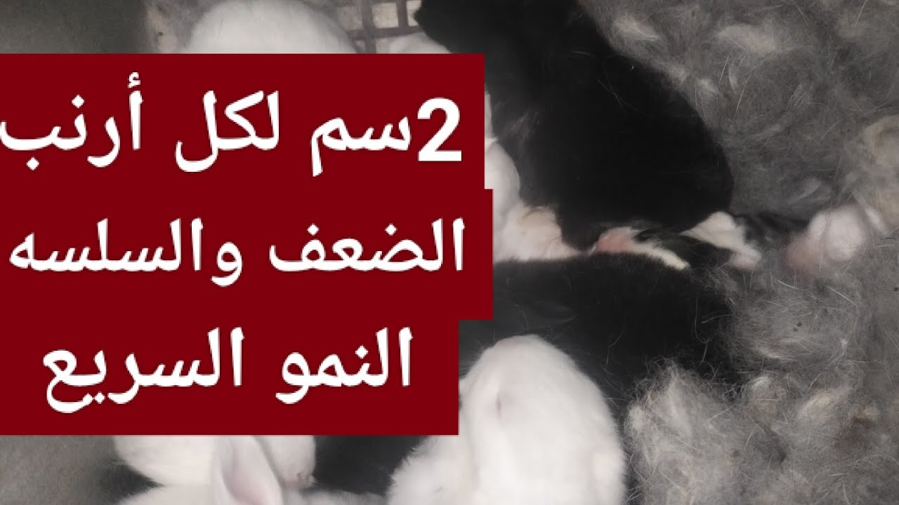 2 سم لكل أرنب هتبعد عن الضعف والسلسله نهائيا اللازم والضرورى لأى مربى مبتدئ 👍👍👍