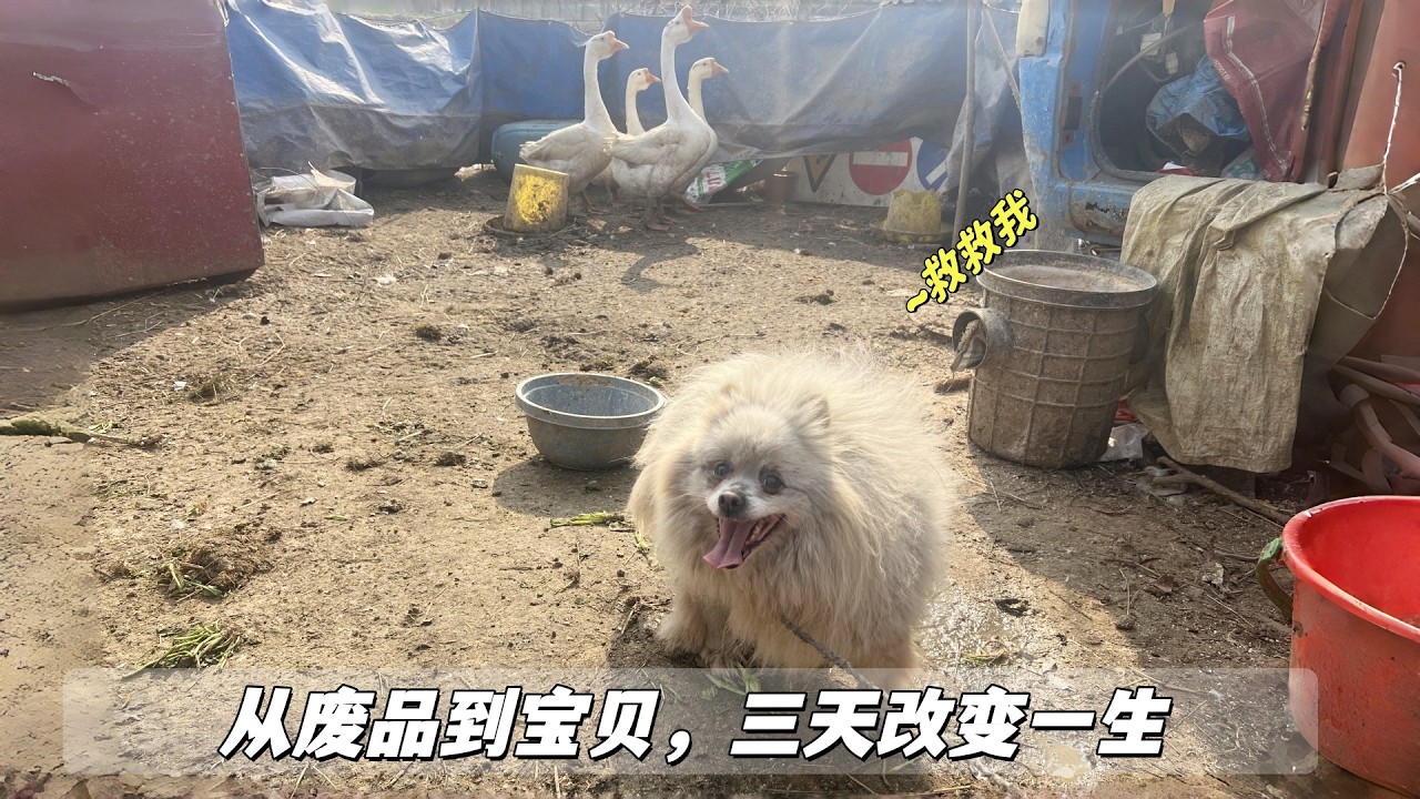 「傷好了，毛亮了，名取了，心暖了」，往後餘生，牠算是有著落了