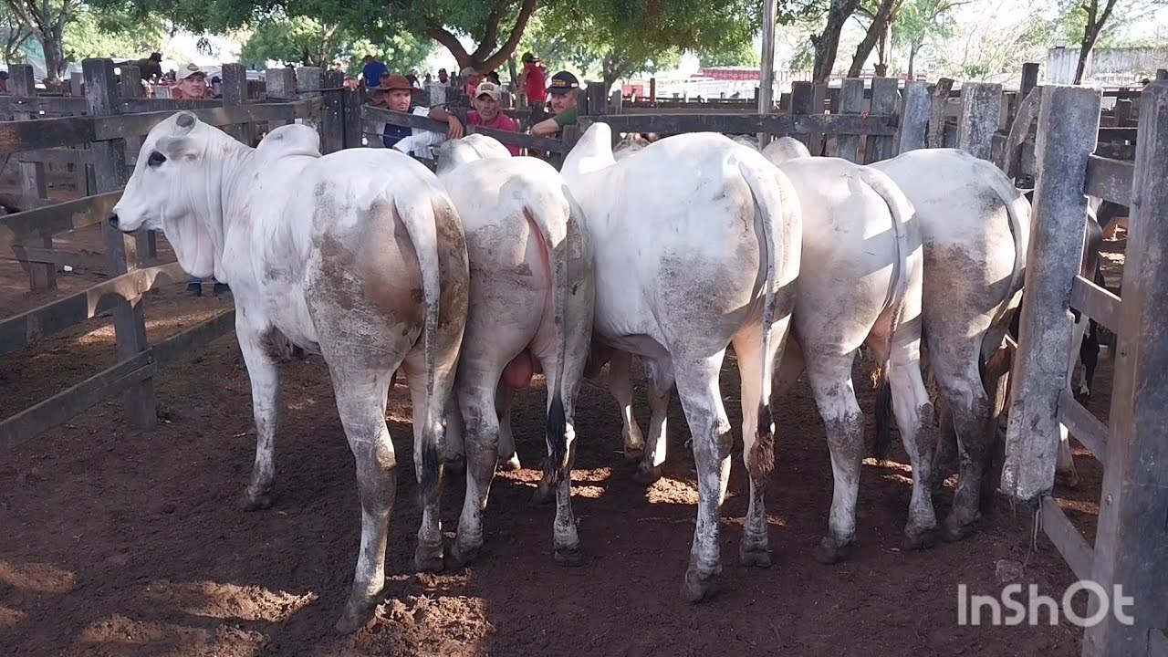 A feira de canafistula parou para prestígia esse gado de luxo 