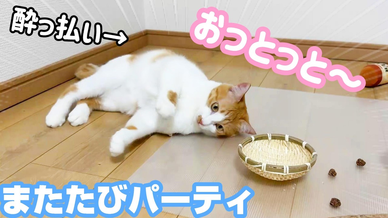 パーティでまたたびに目覚めちゃった新米猫