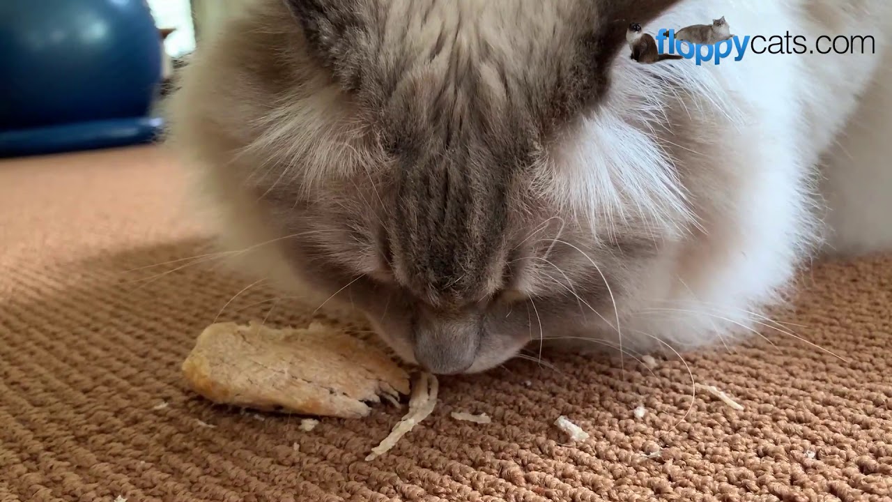 Healthy Cat Treat: Whole Life Pet realFoodie Treats Unboxing