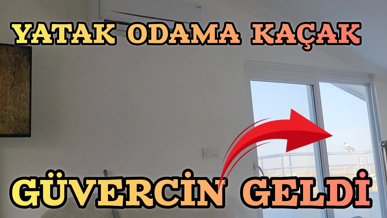 Evde Yatarken Kaçak Güvercin Ayağımıza Geldi Yakaladık
