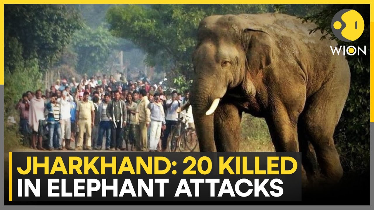 India: Elephant on Rampage in Jharkhand's West Humbugging for Over 15 Days | WION NEWS