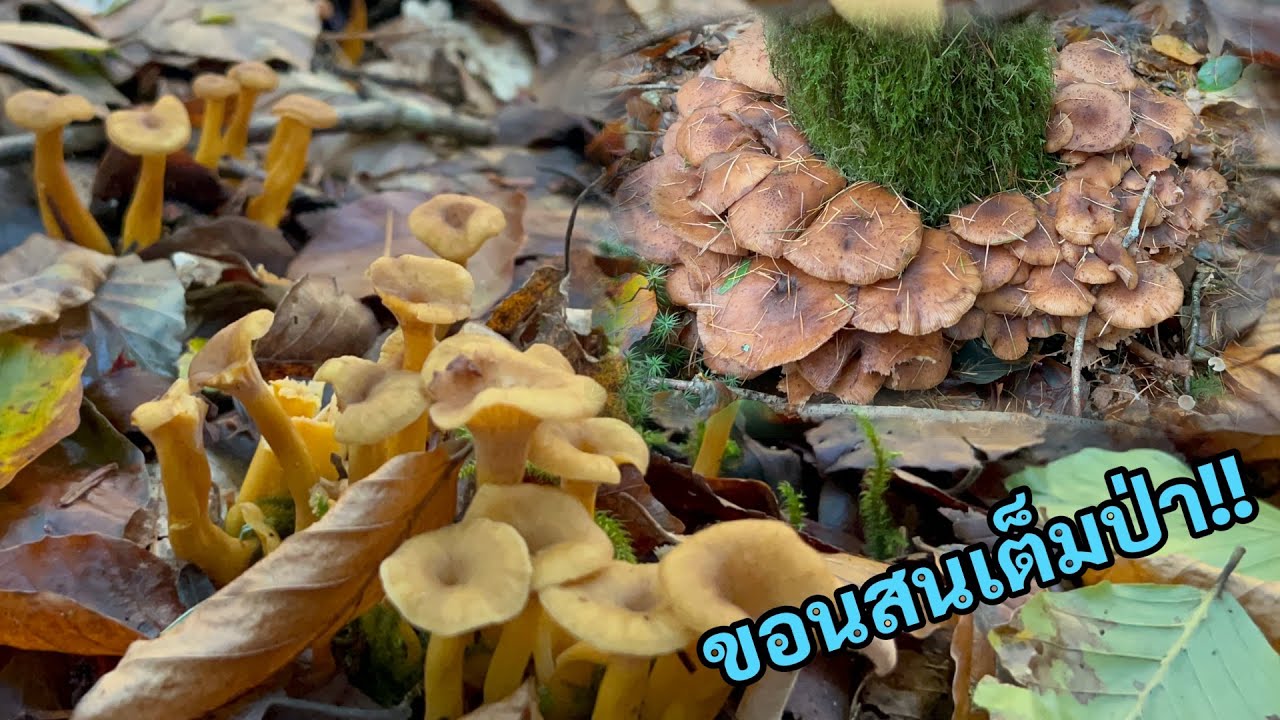 ไปอยู่ไหนมา เห็ดขึ้นเต็มป่า ตั้งแต่มาอยู่ฝรั่งเศสไม่เคยเห็นขอนสนเยอะขนาด ออกเกือบทุกต้น เก็บเห็ดดำ