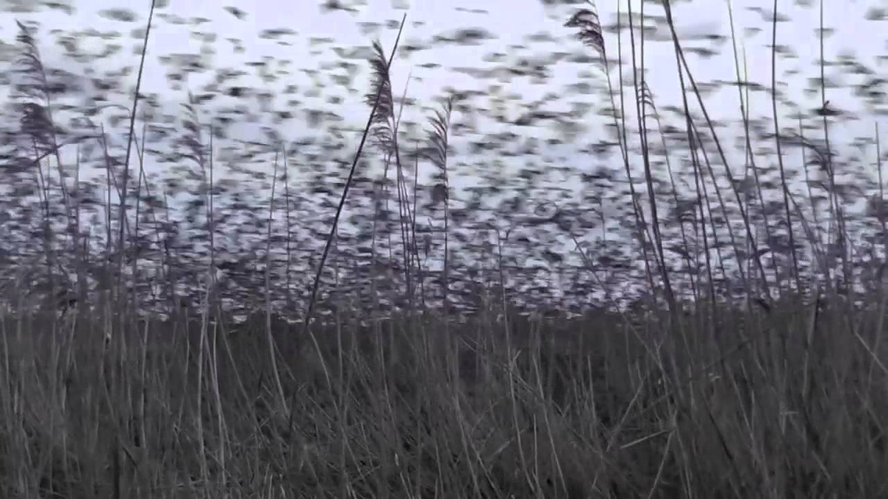 Somerset Starlings Trailer.mov