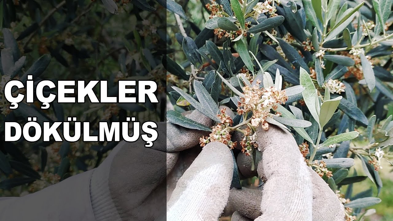 Zeytinde Çiçek Güvesi ve Kısaca Bakım Takvimi