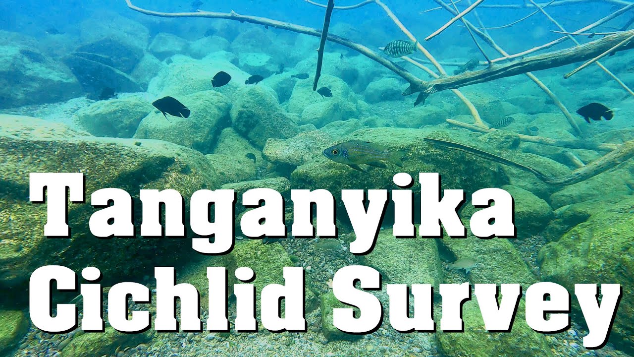Tanganyika Cichlid Survey - Ophthalmotilapia boops Neolamprologus leleupi Tropheus duboisi / moorii