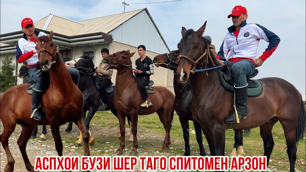 Аспҳои нав аҳ Шер тағо арзон 7 марта 2026 г.