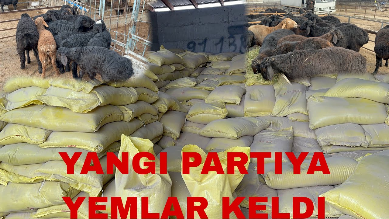 YANGI YEMHONADAN YANGI PARTIYA YEMLARNI TOPDIK ARZON NARXLARDA ZERNI ATHOD YEMLAR
