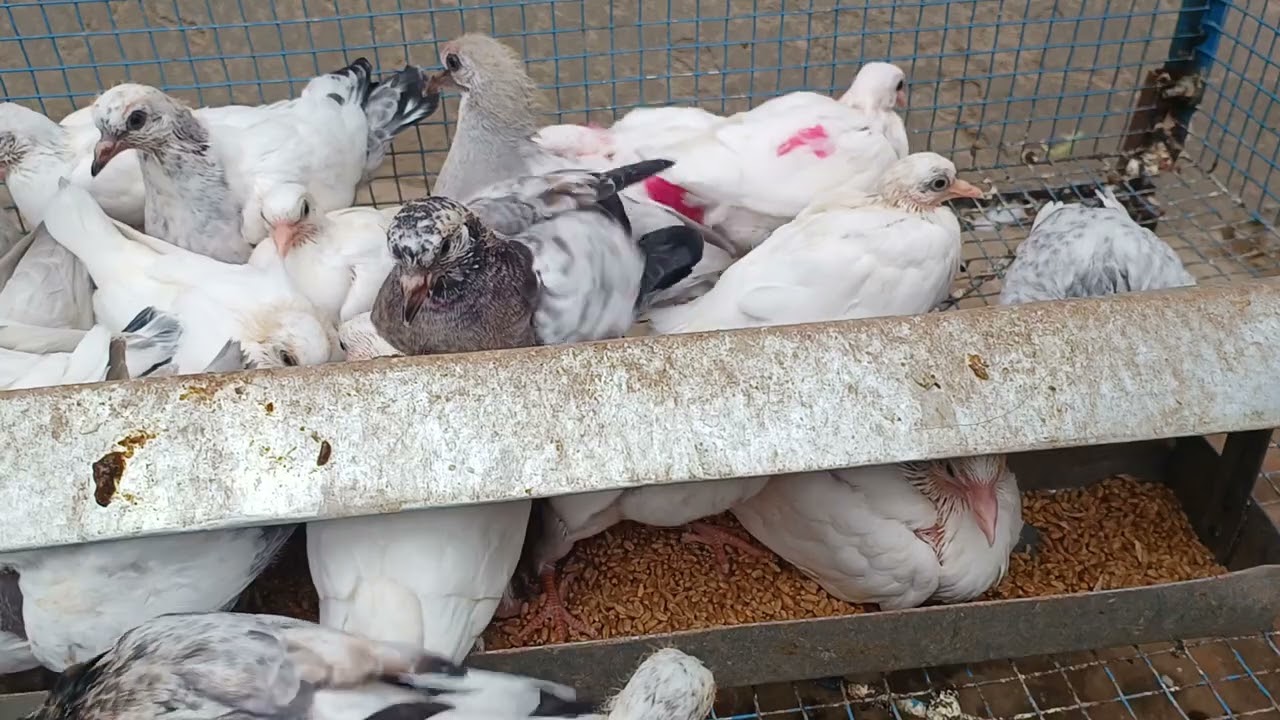 New bache 2025 (sahil sahota pigeon sellar 98773 27944
