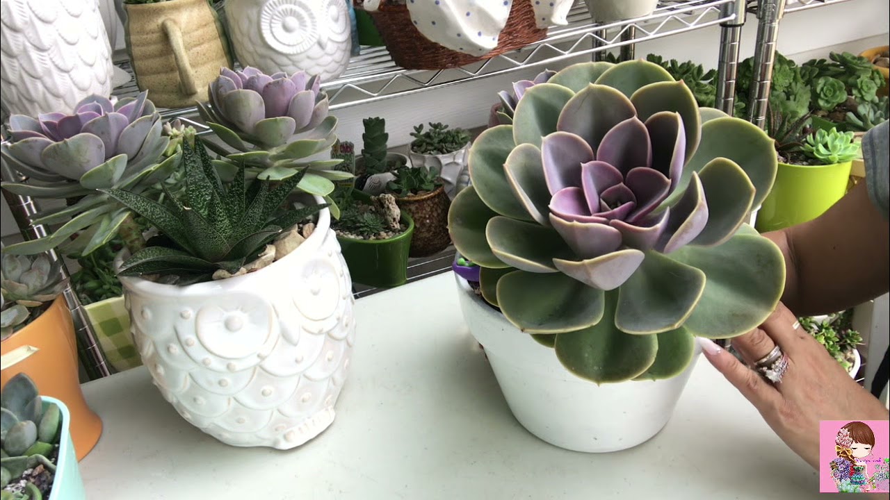 SUCULENTA ELEGANTE resistente Echeveria perle von Nurnberg Echeveria purple pearl