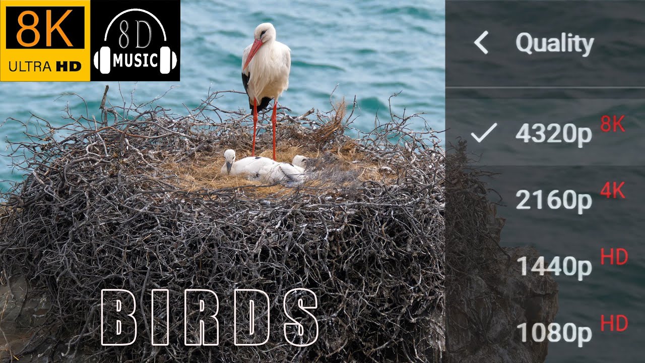 8K WILD BIRDS VARIETIES | 8K Visual 8D Audio