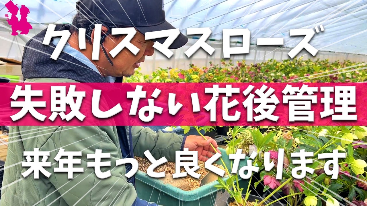 【必見】クリスマスローズの開花〜花後の管理をプロが実演解説します