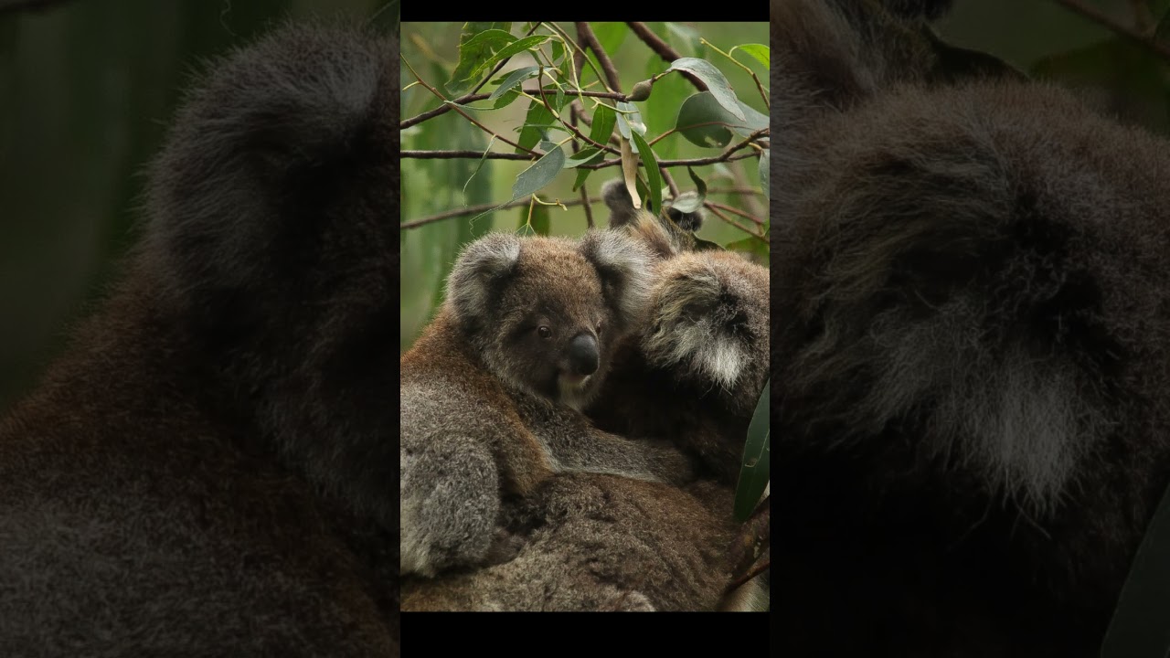 AMAZING!! Australian Animals  #koala  #photography #birds #canoncamera #animals #wildanimals