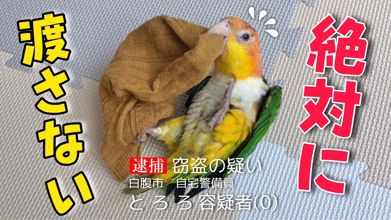 靴下泥棒をする犬みたいなインコが可愛すぎました‥【シロハラインコ】