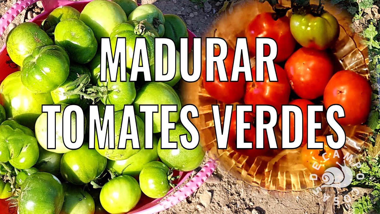 Como madurar tomates verdes.