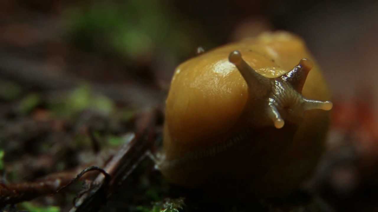 Banana Slugs Unpeeled: Science on the SPOT