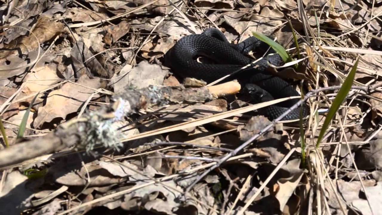 Vipera Berus melanistic Гадюка обыкновенная  Меланист