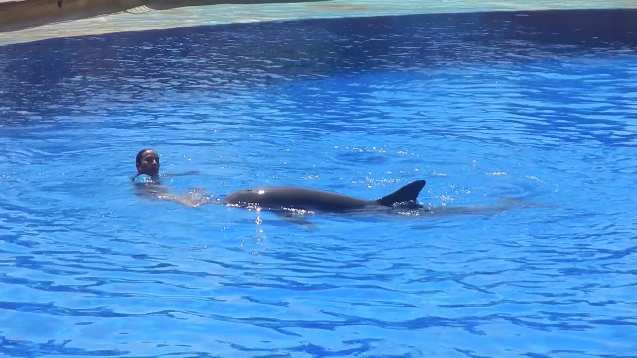Delfines Marineland 2019
