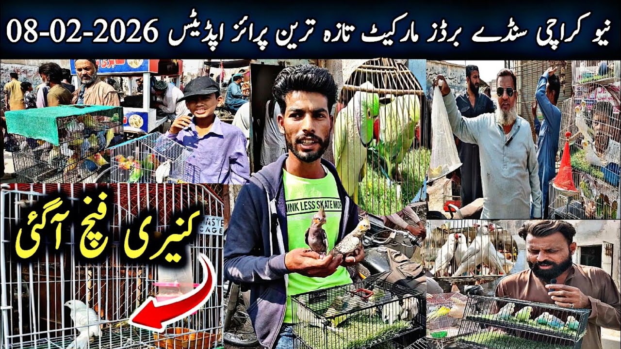 New Karachi Birds Market Sector 5-F Sunday 08-02-2026|Sunday Bird Market Karachi|Global Birds Lovers